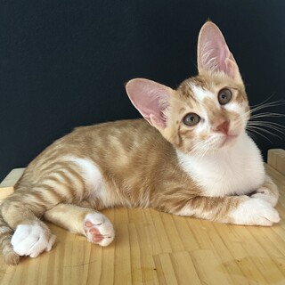【9/29芝浦】まさにヒロイン！美少女猫オスカル