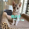 パステル色のグレートラ男の子