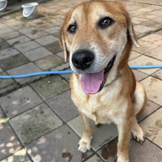 あやめちゃん、新しい家族を募集します！