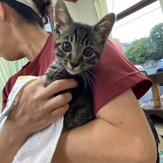 元気いっぱい！イケにゃん『ジャック』♂