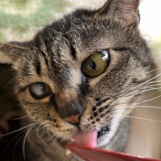 子育て頑張ったかわいい八千代ちゃん