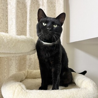 甘えん坊いつもフミフミ黒猫