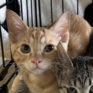 募集停止本当は甘えん坊⭐️そら豆太郎