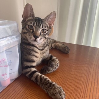 しっぽの短いキジの男の子「わらび」