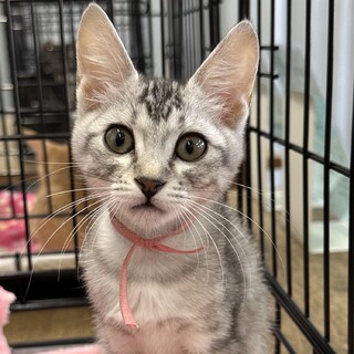 募集停止マイペースなかわいいサバトラ女子❤️なつみ