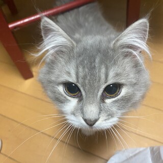 甘えん坊の女の子でノルとスコのMIXです！