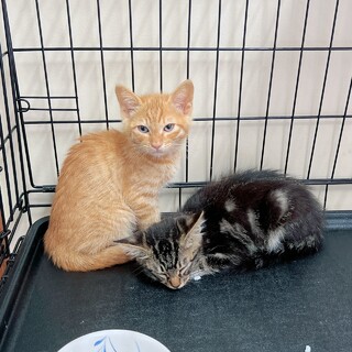 アメショ柄のキジトラ