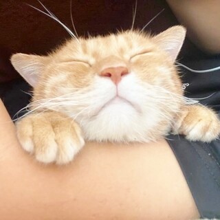 ★里親様決定！★シニア様にモテモテ❤もんた