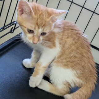 可愛らしい茶白の男の子