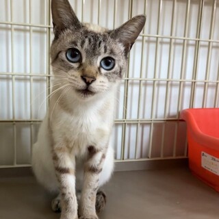 なでなで大好き、元飼い猫ジャムくん