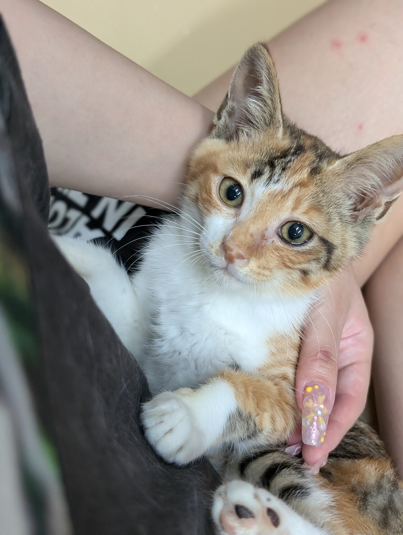 人が大好きな三毛猫の姉妹」石川県 - 猫の里親募集(495733) 1枚目の