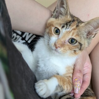 人が大好きな三毛猫の姉妹