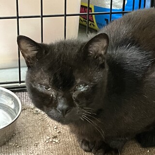 Help期限８月28日！黒猫れん君、慣れてます