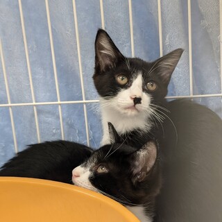 綺麗なハチワレが魅力的