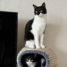 ベーこん