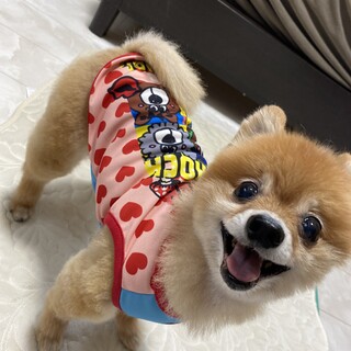 ポメラニアン 女の子　　2.４キロ