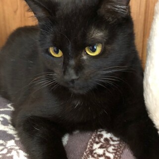 黒い毛並みの美猫・かのこちゃん