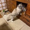 Foxbell