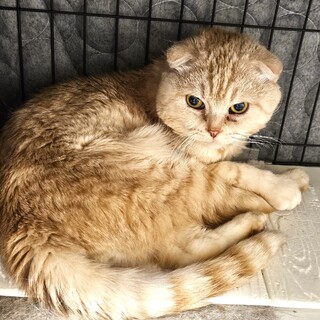 おじいちゃん猫★シナモ君