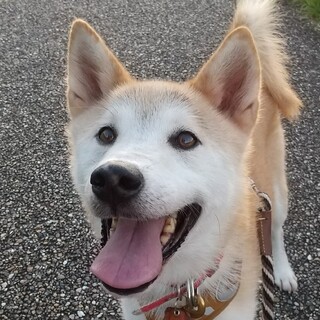 穏やかで優しいおじいちゃん⭐︎雪斗(ゆきと)くん