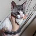 美猫の子猫4ヶ月