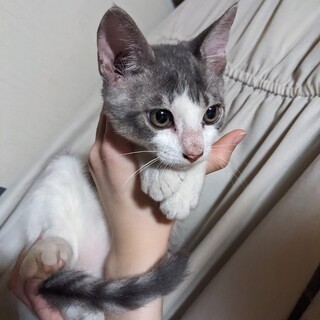 美猫の子猫4ヶ月