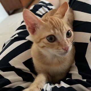 かまってほしいチャトラ君