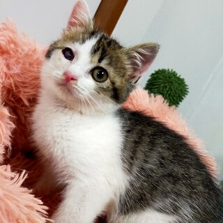 甘えん坊の美猫に成長中