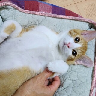 ずっとのおうち決定☆えびすてんくん