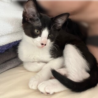腕枕で眠りたい甘えん坊のハチワレちゃん