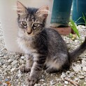 長毛ぎみのキジトラのオスの子猫