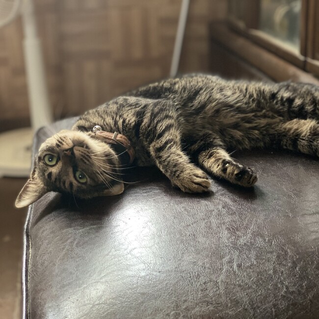 潤和ねこサポートライフのカバー写真