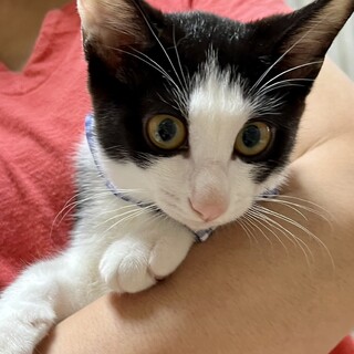 少しより目が可愛い❤️アオくん