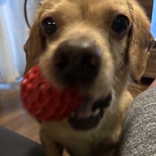 小型ダックスのミックス犬8歳です