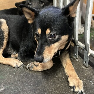 黒柴風❗️控えめで大人しいマロちゃんです