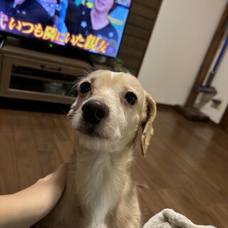 小型ダックスミックス犬8歳