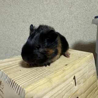 イングリッシュモルモット男の子　生まれたて