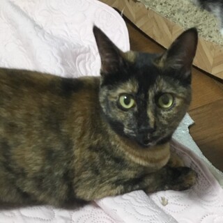 ちょっとビビりの賢いサビちゃん