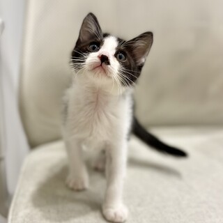 人懐っこく元気な男の子『ちいたけ』