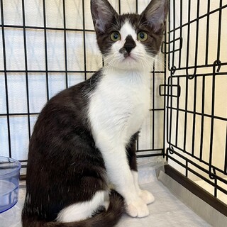 可愛いハチワレ女子『純恋(ｽﾐﾚ)ちゃん』