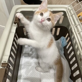 とにかく可愛い白多め茶白『ロンくん』