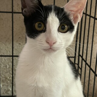 1歳8ヶ月 白黒ハチワレ」大阪府 - 猫の里親募集(495772) 1枚目の