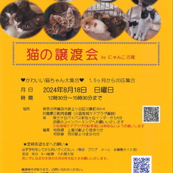 8月18日　猫の譲渡会　by にゃんころ隊