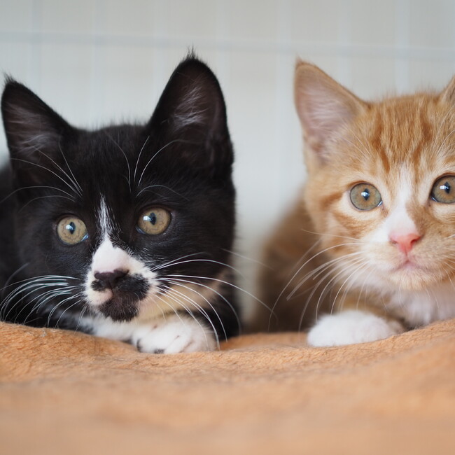特定非営利活動法人　江東ねこの会のカバー写真