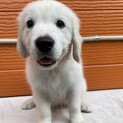 男の子　※大型犬飼育経験者のみ応募可※地域外は不可
