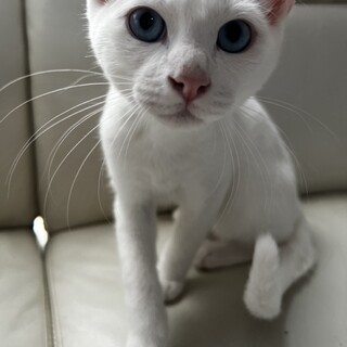 綺麗な目の白猫くん