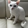 綺麗な目の白猫くん サムネイル2