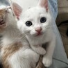 綺麗な目の白猫くん サムネイル3