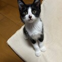 ハチワレ兄妹 3か月 ケージトイレ ワクチン済み