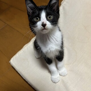 ハチワレ兄妹 3か月 ケージトイレ ワクチン済み